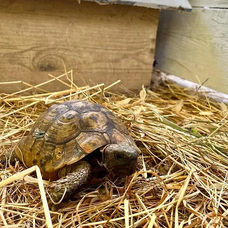 Olive Garden House Appartement